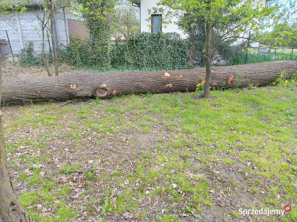 Sprzedam kłodę dębu Chmielnik