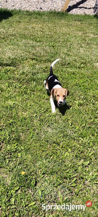Piesek Beagle tricolor metryka czip wyprawka Poddębice