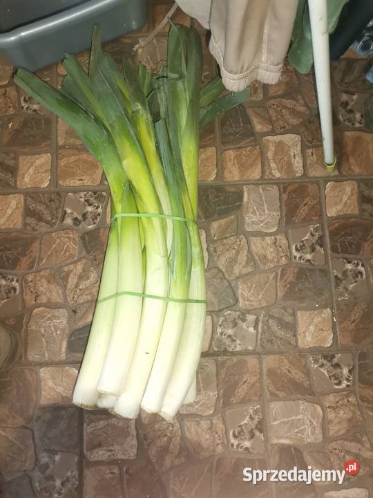 SPRZEDAM WARZYWA WSZYSTKIE WARZYWA POSIADAM Worki Proszowice