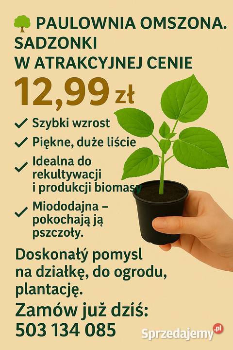 Paulownia omszona sadzonki Liściaste Biłgoraj sprzedam