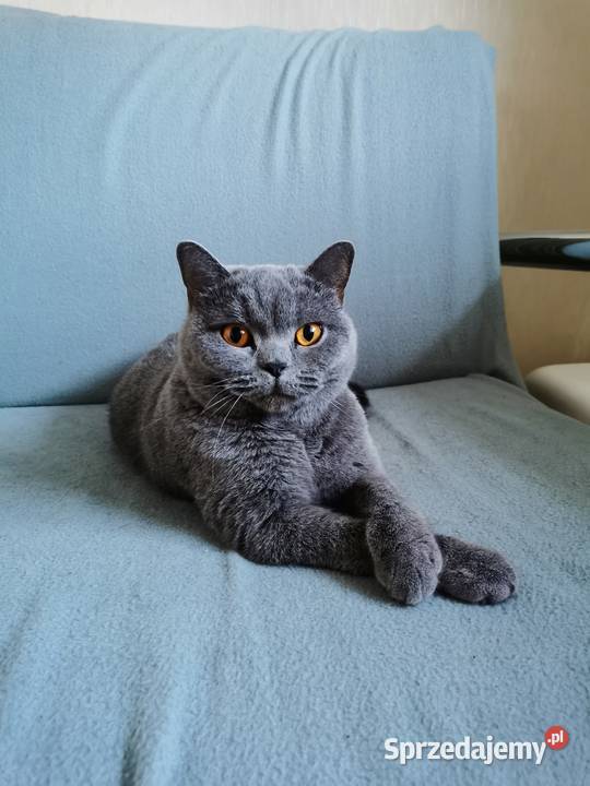 Kot Brytyjski z rodowodem Pustków sprzedam