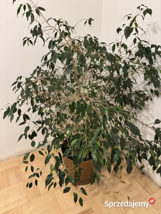 Beniamin Fikus wysokość 130 z donicą ozdobną Częstochowa sprzedam