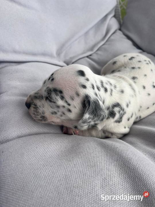 Dalmatyńczyk Dalmatyńczyki Szczeniaki mazowieckie Józefów