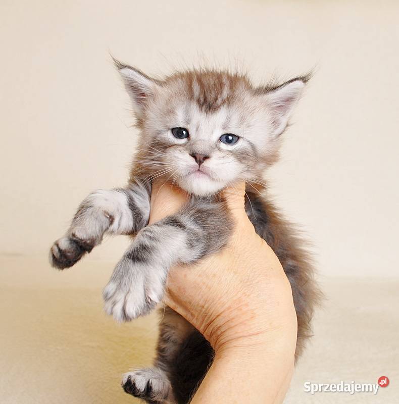 Sliczny kocurek z Rodowodem WCFPZF Legalna podlaskie Białystok sprzedam