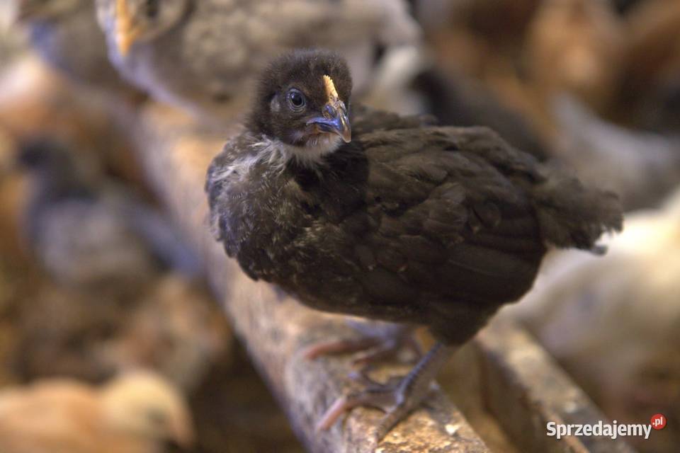 Kury nioski młode min Rosa Greenshell Darkshell śląskie Łaziska