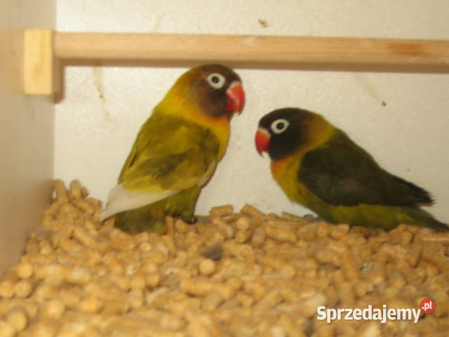 nierozłączki Kraków sprzedam