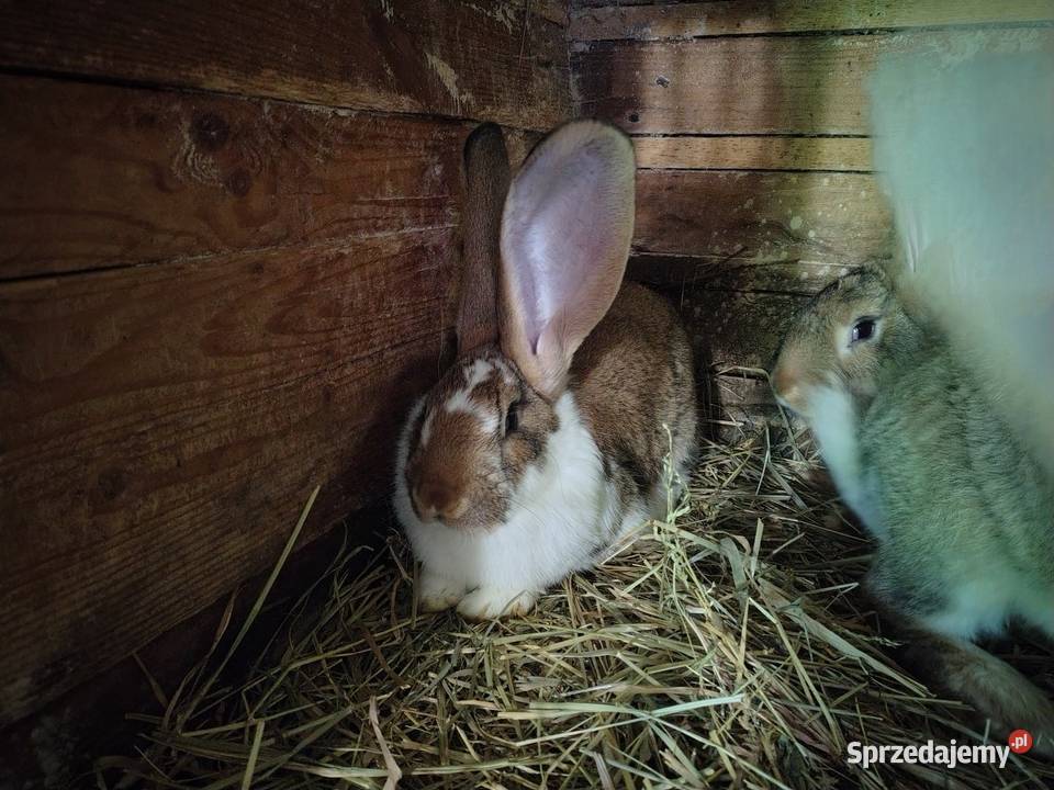 Sprzedam króliki mieszanka Belga samce i samice lubelskie sprzedam