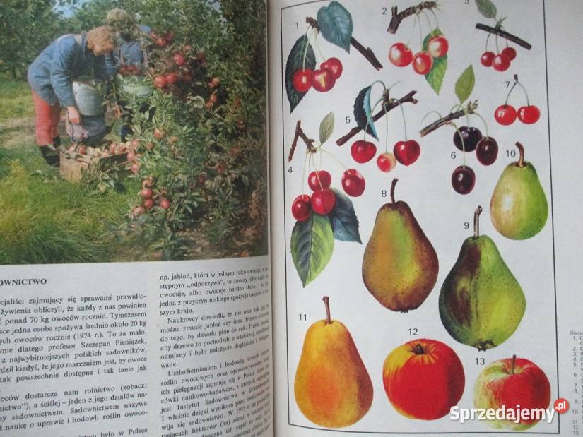Świat dziecka Moja pierwsza encyklopedia1960 Łódź