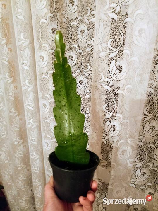 Epifilium Epiphyllum sukulent Skierniewice