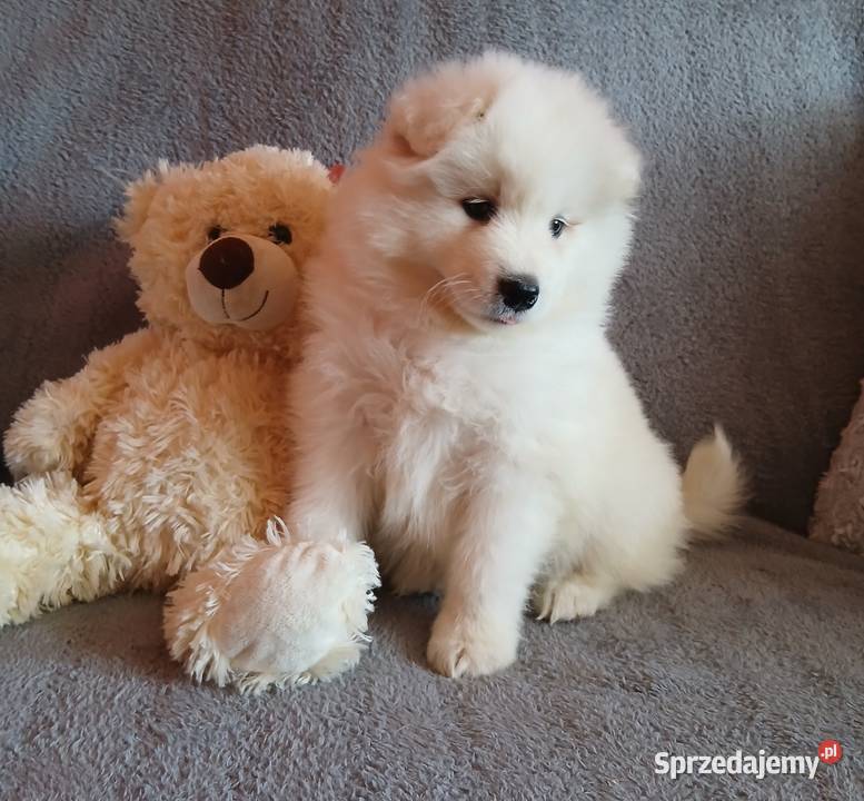 Samoyed Samojed szczenięta Toruń