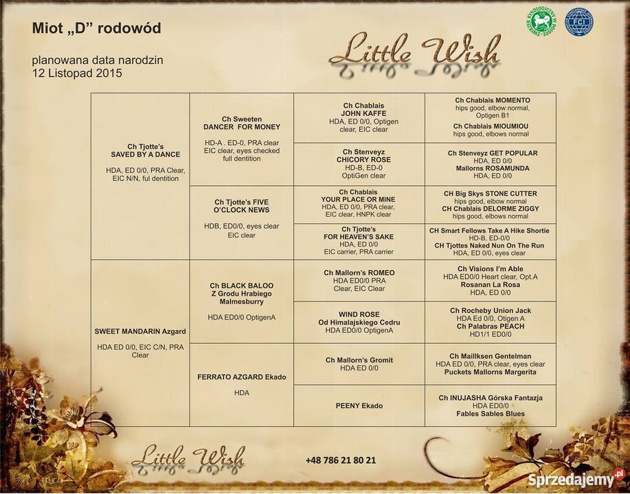 Szczeniaki Labrador Retriever zapowiedź ZKwP pomorskie