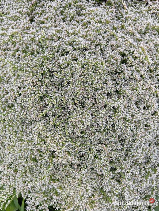 zatrwian statica kaszka 2025 Krasnystaw