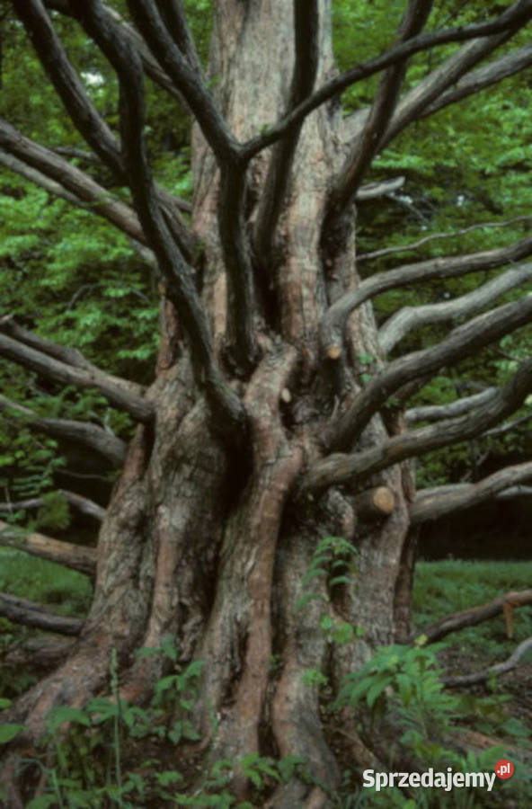 METASEKWOJA CHIŃSKA sadzonki w doniczkach Ustronie