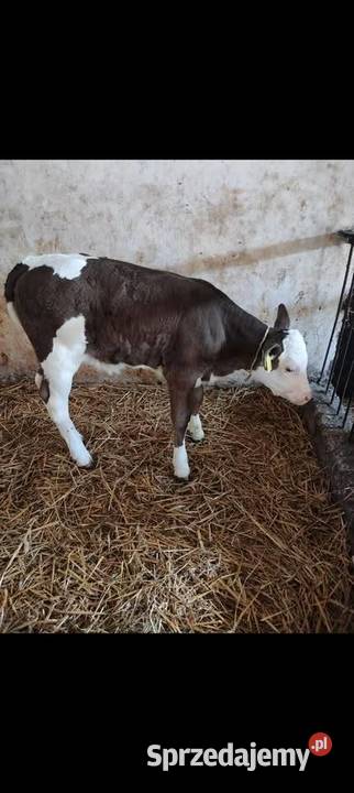 Siano Słoma Zboże Pszenic Pszenżyto Owies Trawy, słoma Dąbrowa Tarnowska