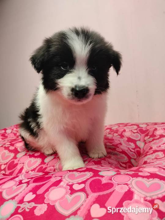 Border collie szczenięta z rodowodem gotowe do Radom