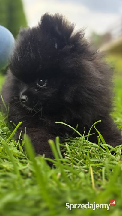 Szpic miniaturowy pomeranian Tarnów