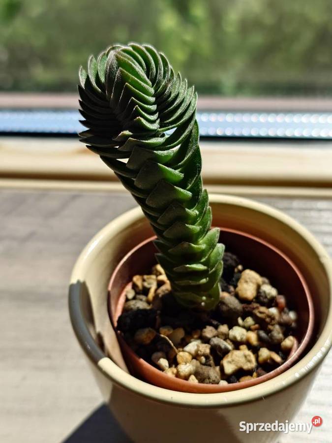 Sukulent grubosz Crassula Buddhas Temple Warszawa