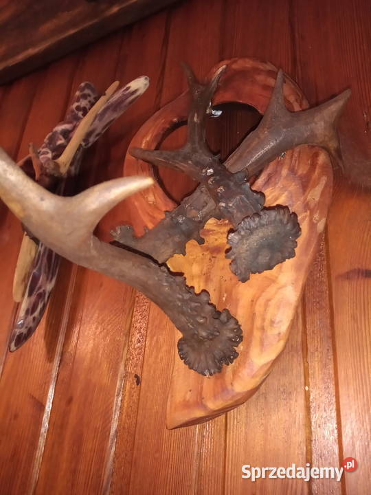 Wieszak z poroża Antyki, Sztuka, Kolekcje Leżajsk