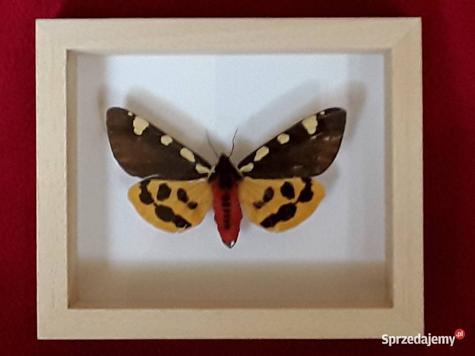 Motyl w ramce 12x10 Pericallia matronula 77 mm Szczecin