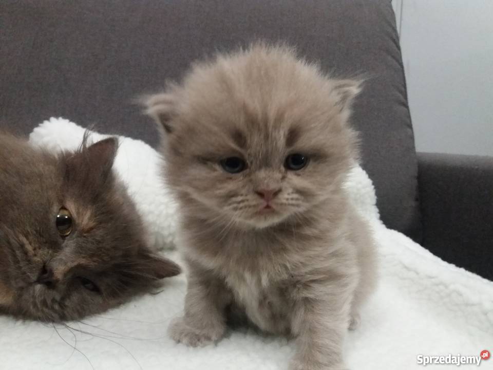 Kocięta brytyjskie DŁUGOWŁOSE Poznań