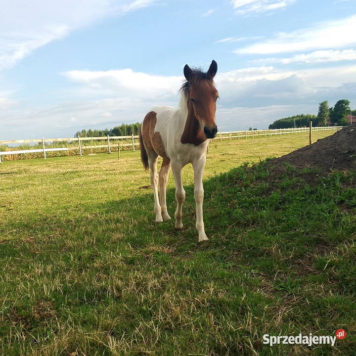 Konie Huculskie lubelskie Łuków