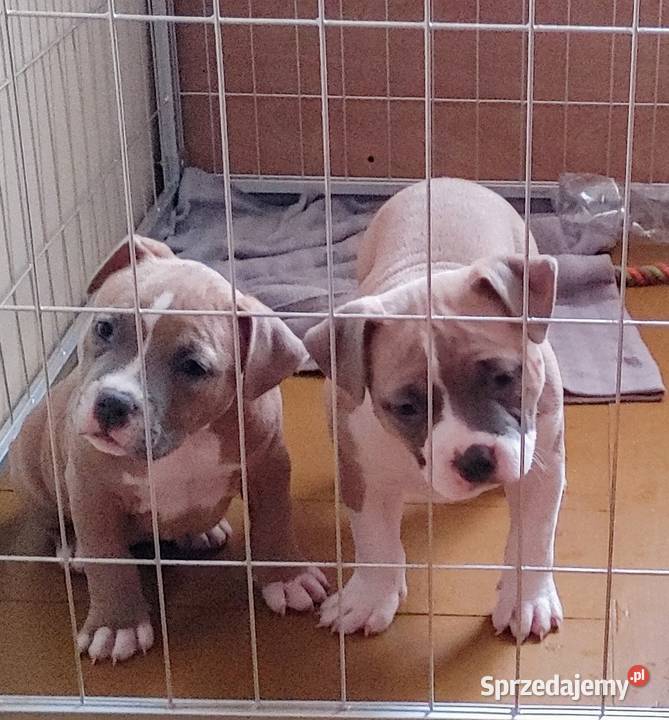 Wyjatkowe American Bully Pocket Extreme ABKC dolnośląskie Głogów
