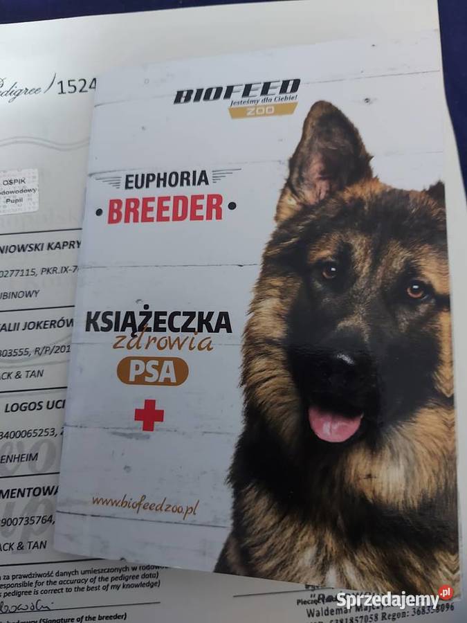 Cudowny Cavalier szuka nowej kochającej rodziny Dąbrowa Górnicza