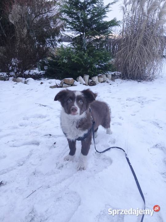 Border collie czekoladowo białe Pozostałe kujawsko-pomorskie Toruń