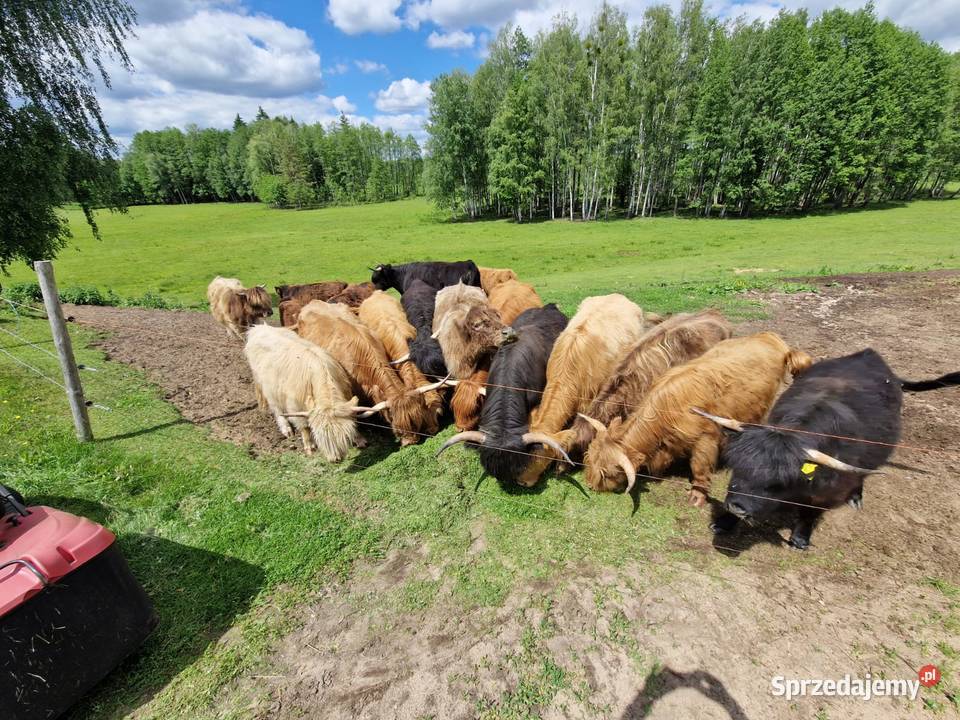 Sprzedam bydło szkockie Highland Cattle całe Płaska