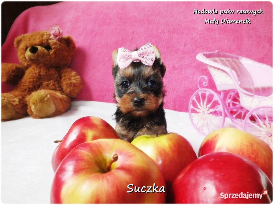 Maleńka suczka York Yorkshire Terrier z Żary