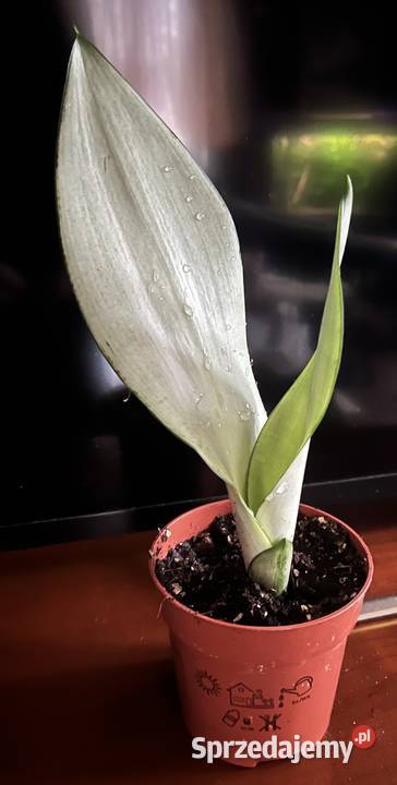 Sansewieria Moonshine Warszawa