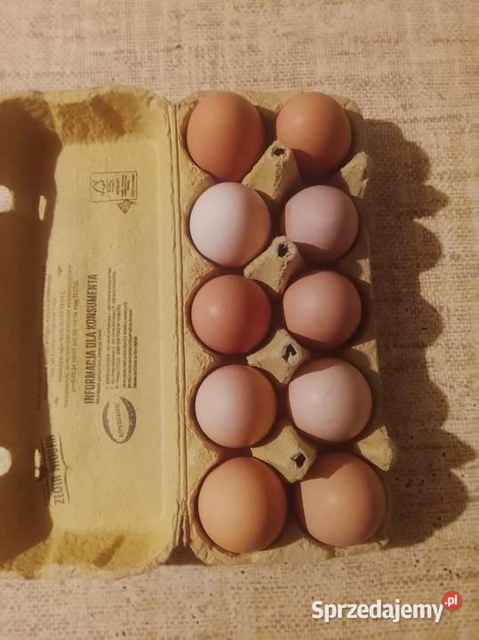 Sprzedam jajka 120