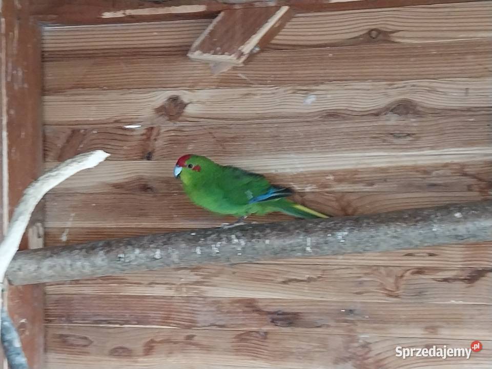 Sprzedam nimfy i modrolotki