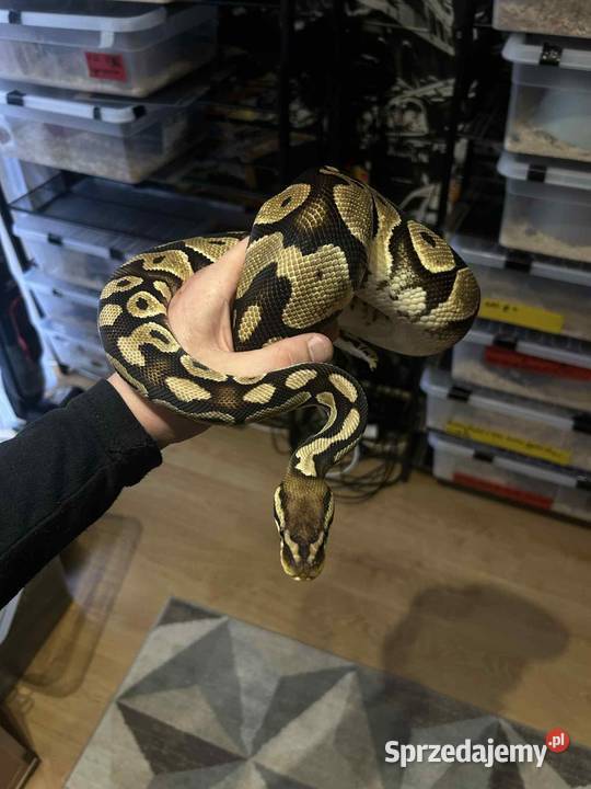 Sprzedam 10 pytona królewski