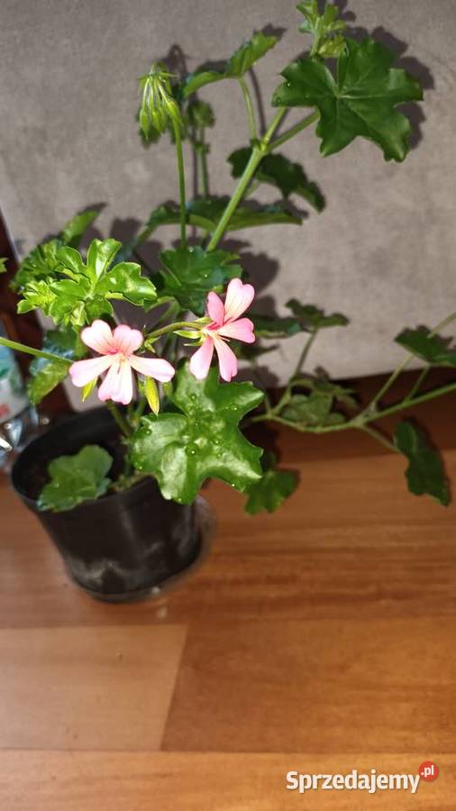 Duża pelargonia bluszczolistna kwitnąca mazowieckie Warszawa
