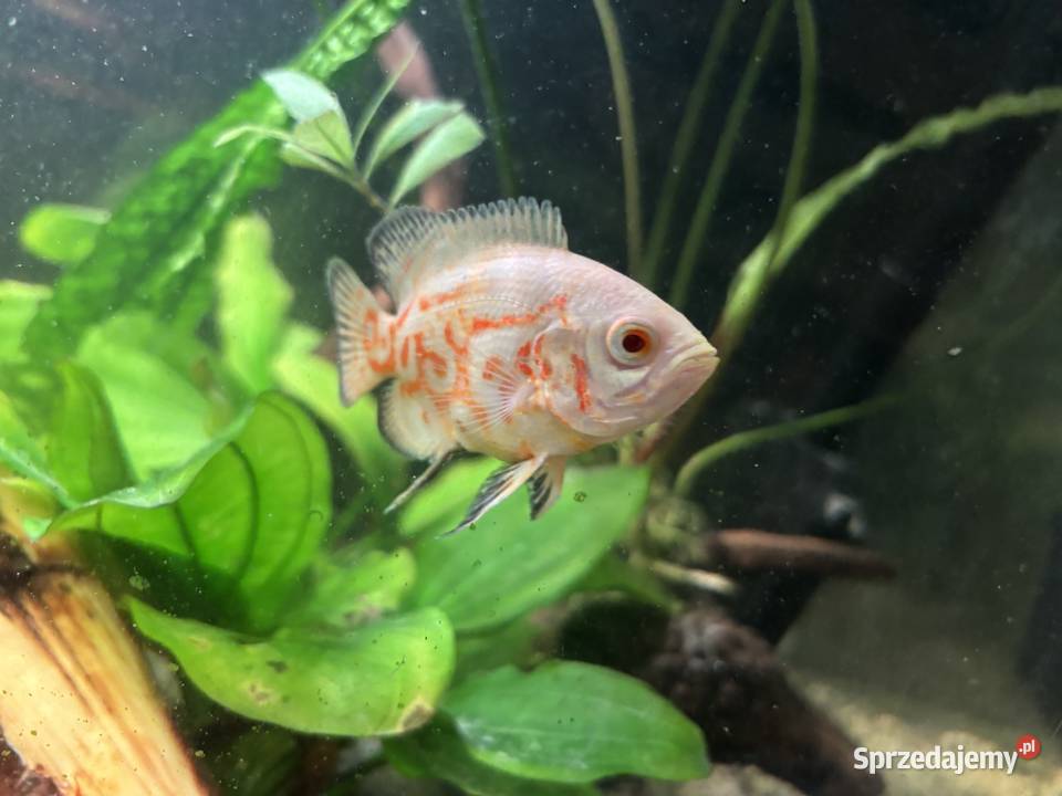 Ryby do akwarium mazowieckie Kozienice