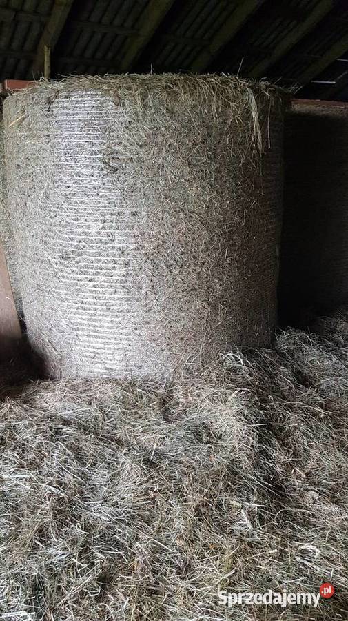 Siano w balotach 120 2025 wiązane siatką Wartkowice sprzedam