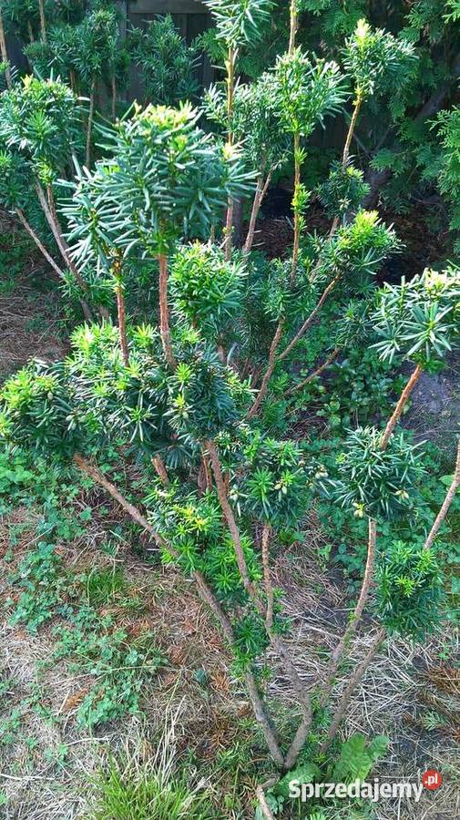 Bonsai Ogrodowe Cis Hicksii Rośliny mazowieckie Mszczonów