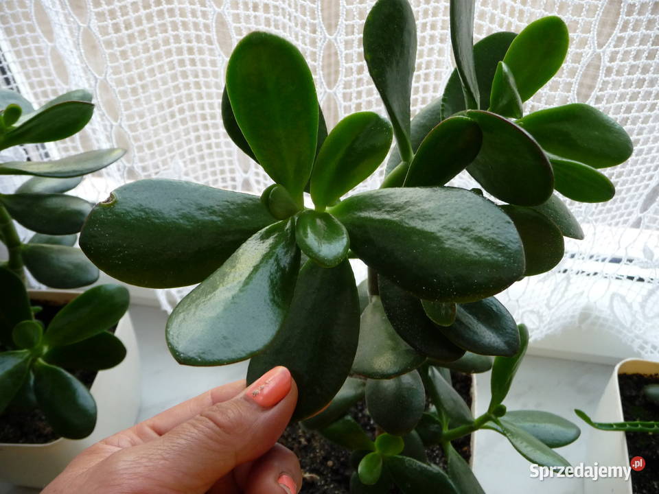 Kwiat doniczkowy grubosz drzewko szczęścia Skoczów