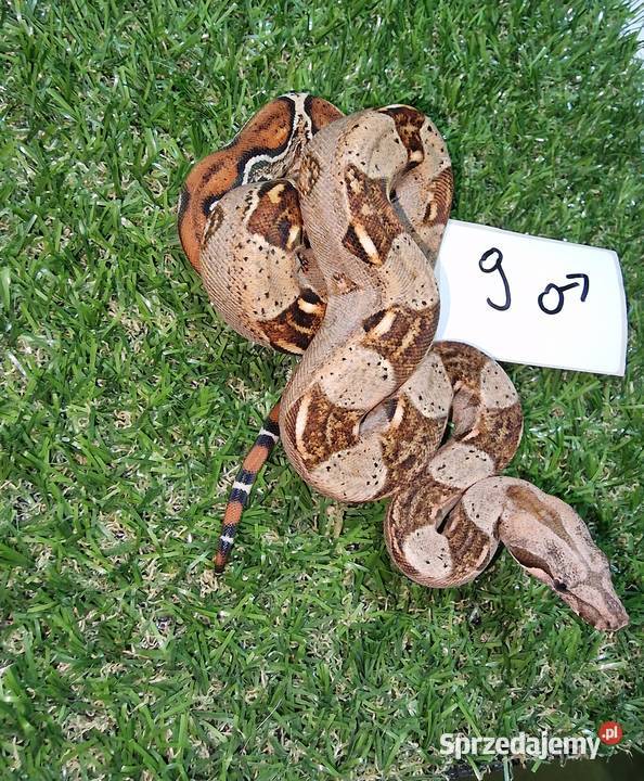 Boa cesarski Jungle Gady i płazy Warszawa