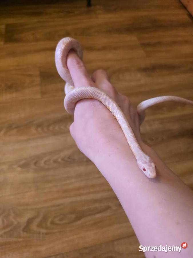 Wąż zbożowy odmiana snow Zwierzęta