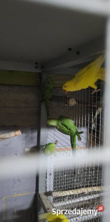 Aleksandretty lęgowe Polanka Wielka