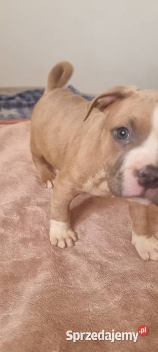 AMERICAN STAFFORDSHIRE TERRIER PIES Chełm