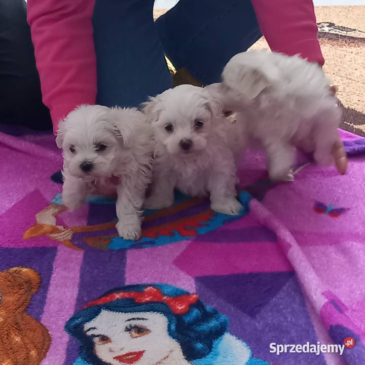 Maltaczki do rezerwacji Maltańczyk sprzedam