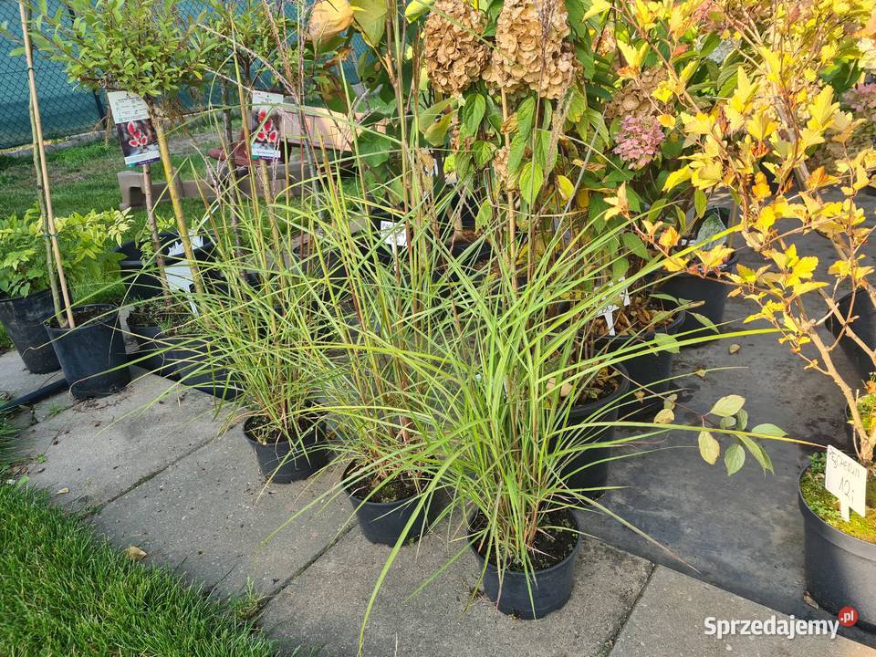 Thuja Aurea Nana 50 jasnozielona PRODUCENT Rydzyny