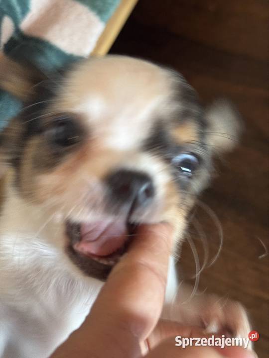 Sunia długowłosa Chihuahua malutka przekochana Warszawa