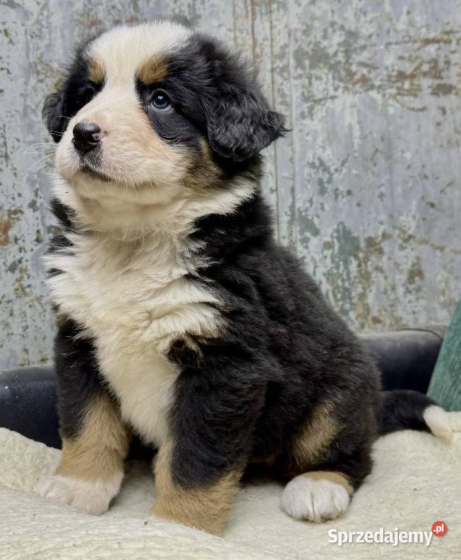Berneński Pies Pasterski Psy Jasieniec Iłżecki Górny