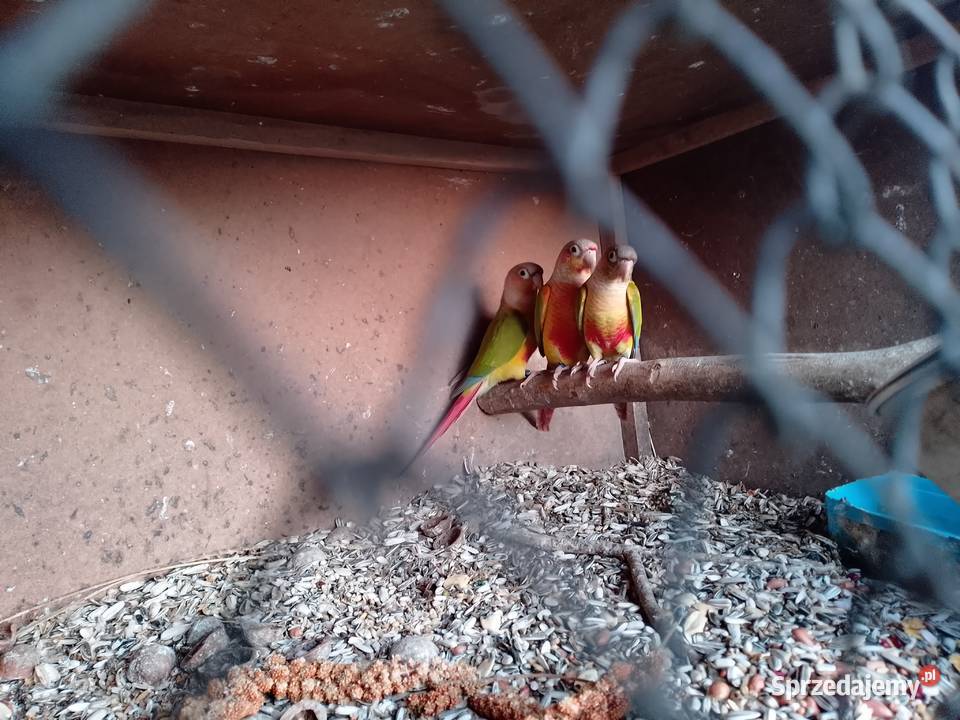 rudosterki pinaple sprzedam