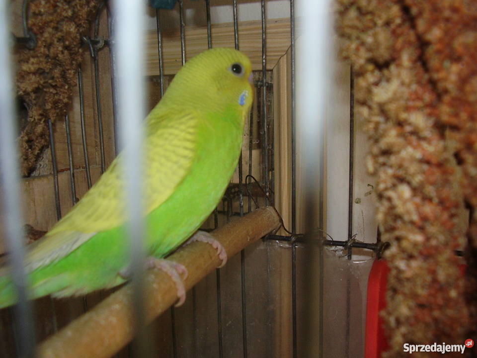 Papużki faliste młode dwumiesięczne sprzedam