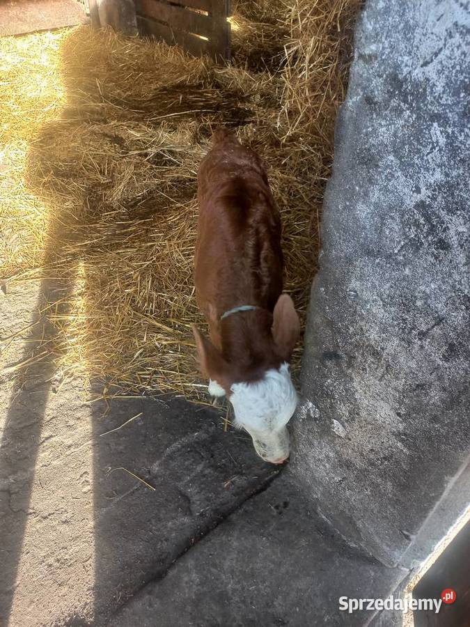 Sprzedam jałóweczke Stary Gózd